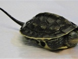 Żółw pręgowany Ocadia  sinensis 